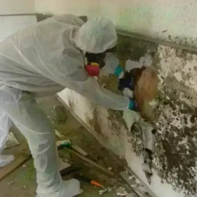 Mold Remediation and Removal in Claryville, KY